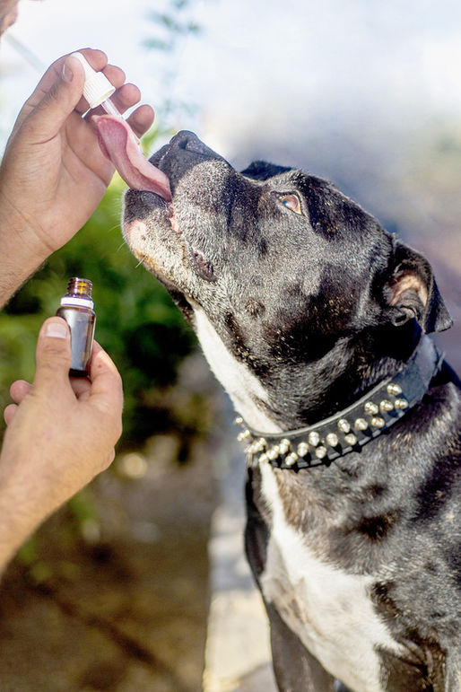 CBD-Öl bei Hunden mit Arthrose: Was Studien wirklich zeigen