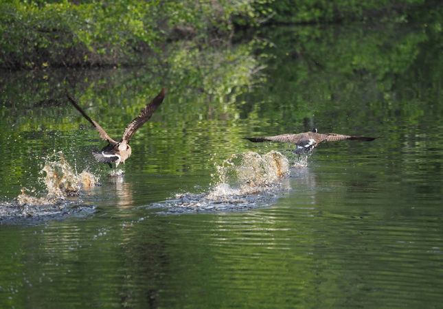 28.2-geese.jpeg