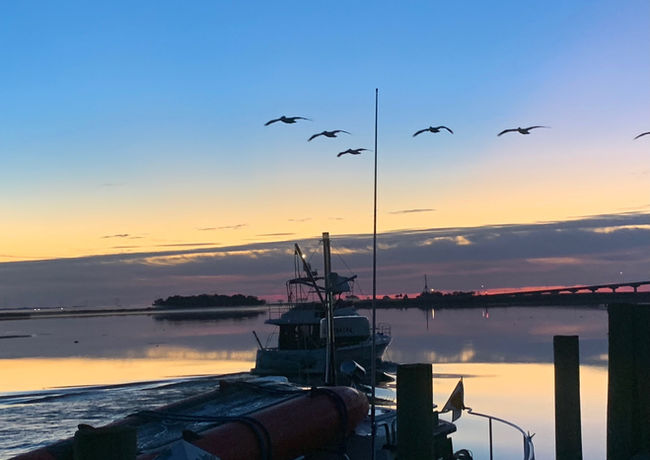 17.3-pelicans.jpeg