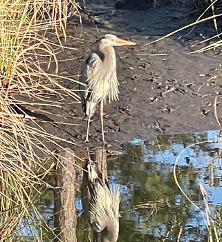 16.1-heron.jpeg