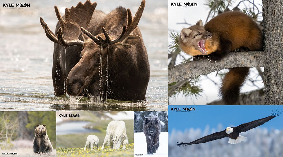 Wildlife Photos of Kyle Moon.
