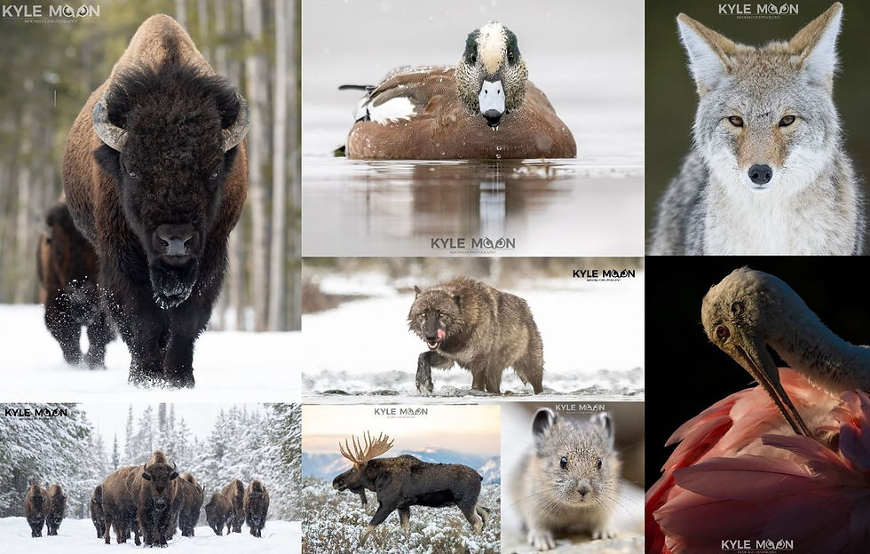 A wildlife photo collage of Kyle Moon Moonman.