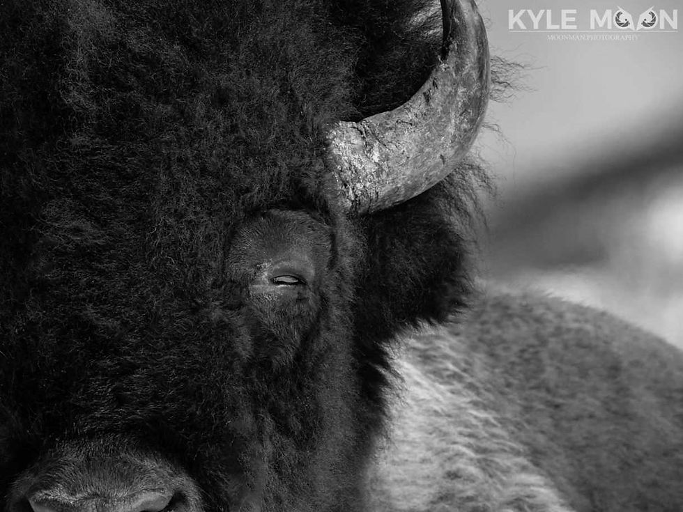 Kyle Moon Buffalo Photograph.