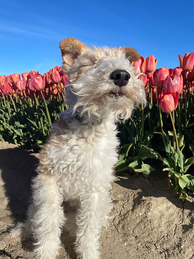 Draadhaar tulpenveld