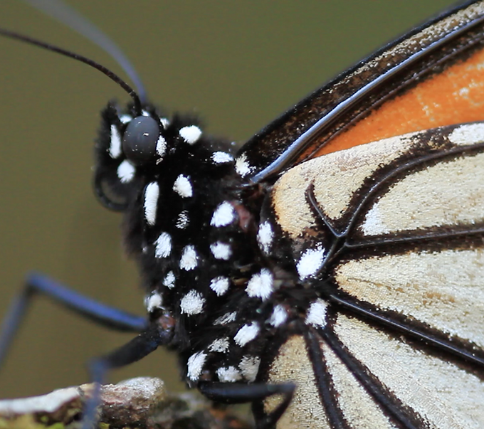 Screen Shot 2018-08-10 at 1.20.22 PM.png