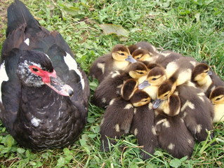 Ducklings!