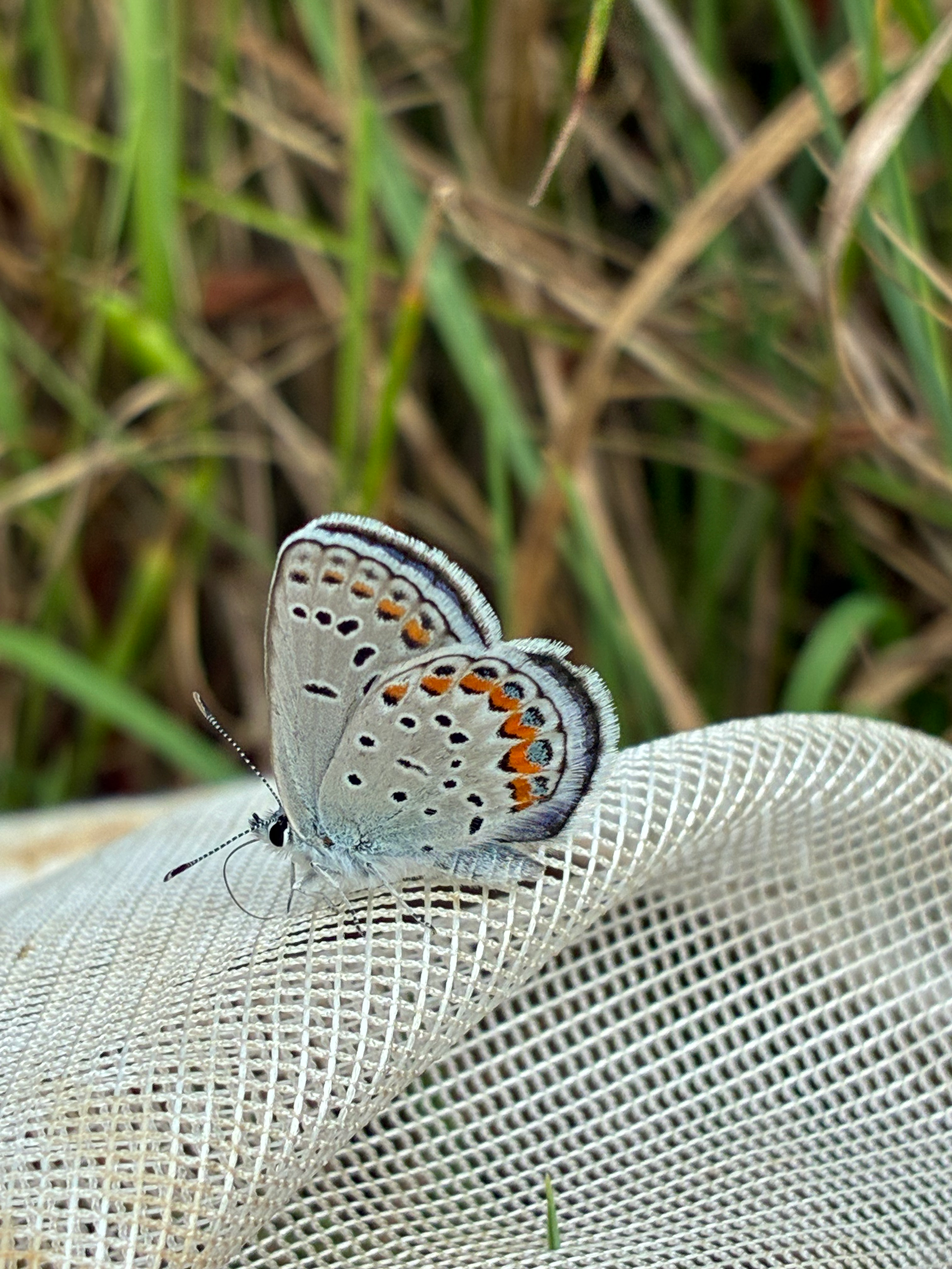 Karner blue butterfly on net. 