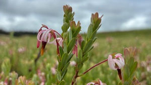 Foraging behavior of bees in Wisconsin Cranberry Marshes