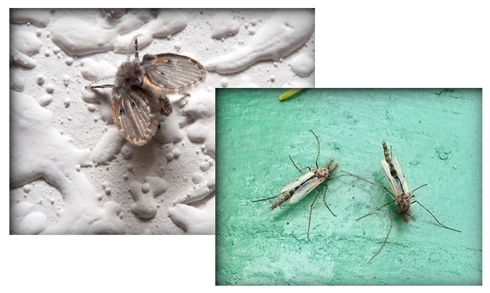 Two images of insects: a moth on a textured white surface and two insects on a green background. Moth is brown and fuzzy; insects have slender bodies.