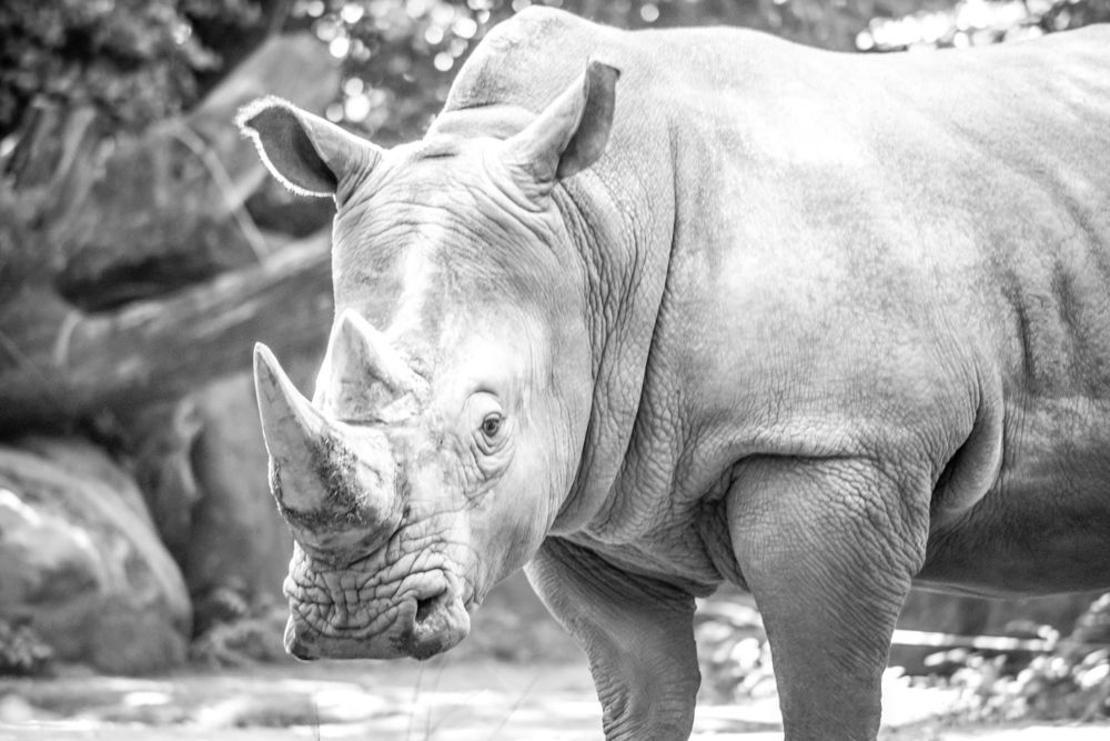 Rhino Black Rhinoceros Photography Art Print in Black and White