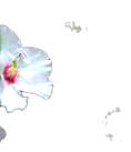 White Flower Closeup_edited_edited.png