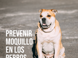 ¿Qué es el moquillo y cómo afecta a tu perro?