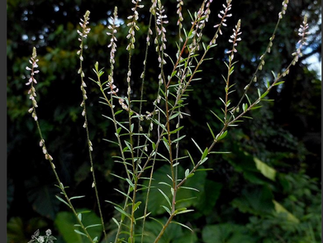 Herbier : Ester fragile (Kramfus malidus volatis)