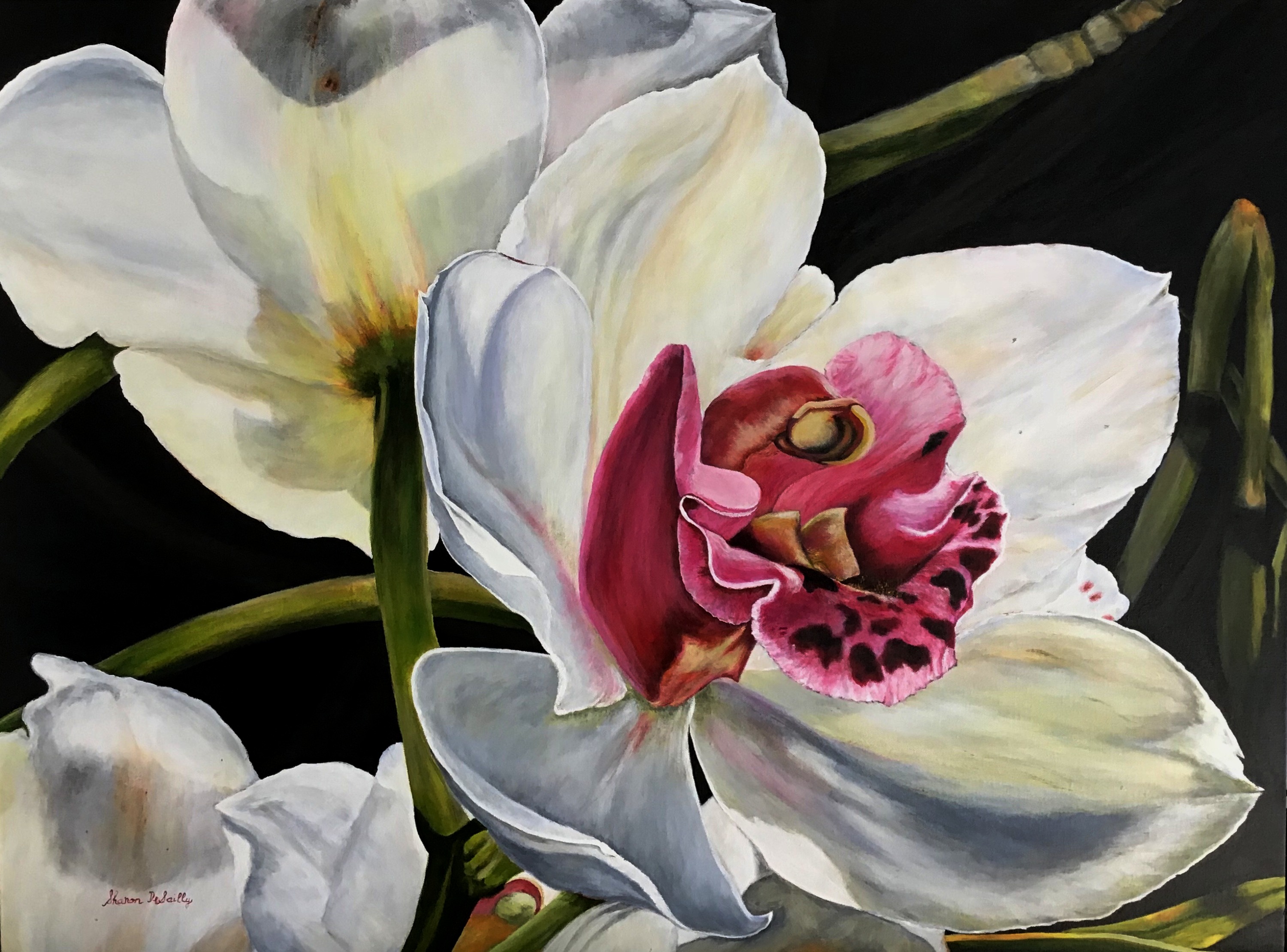 'Pure Elegance' White Orchid