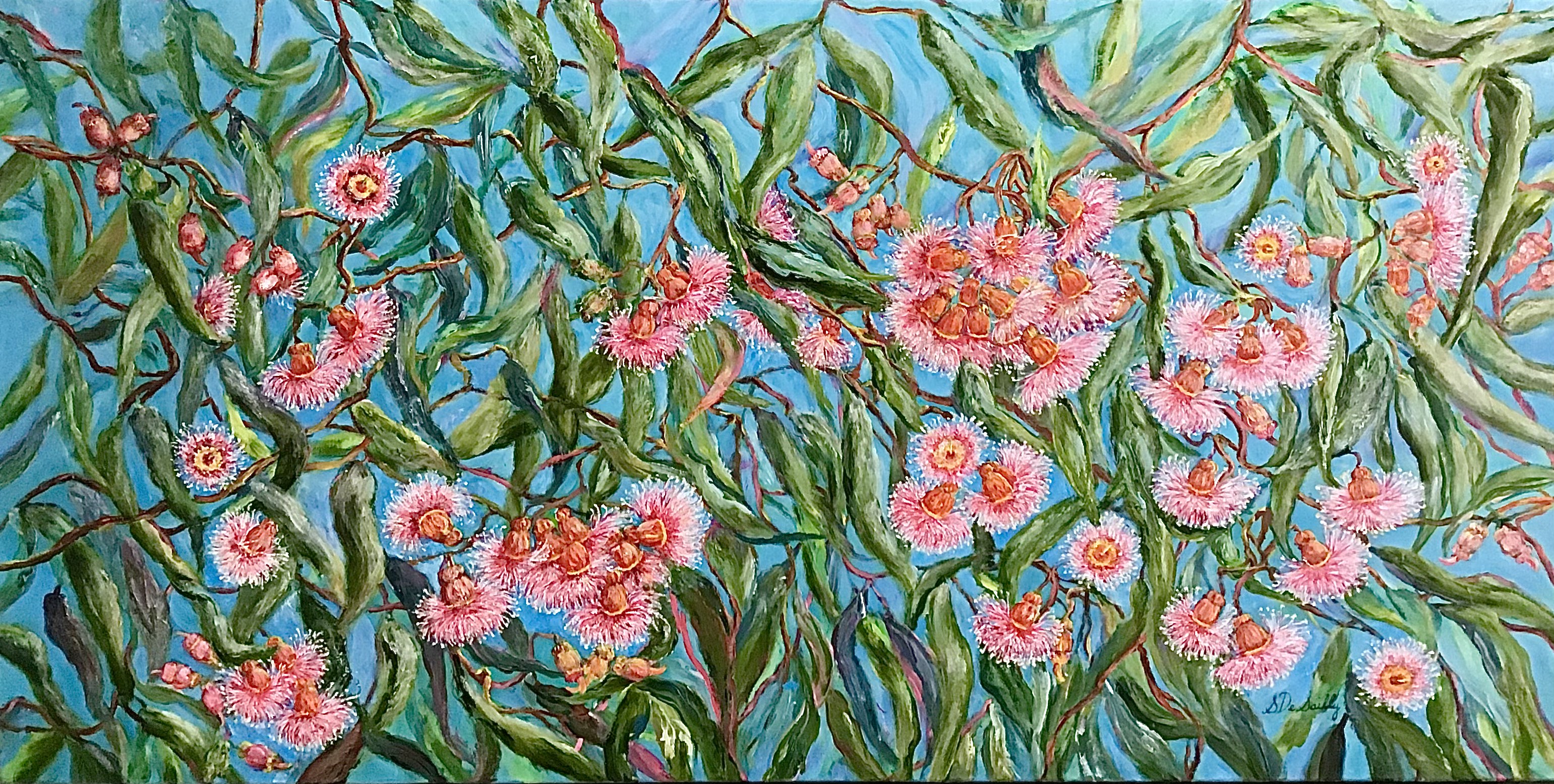 Pretty In Pink - Flowering Coral Gum