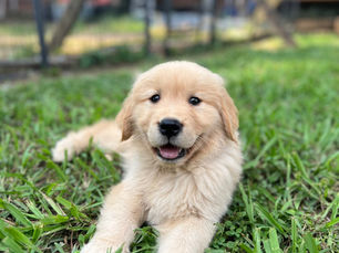 Exploring the Unique Temperament and Versatility of Golden Retrievers