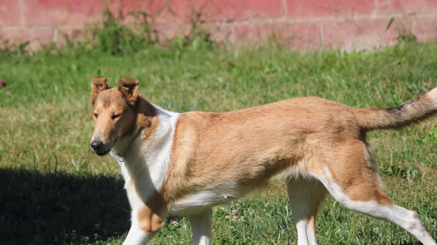 Sable Smooth Collie Female running in grass