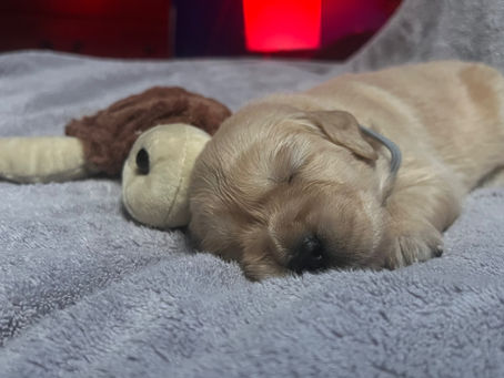 Clearvu Goldens: A Guide to the AKC Golden Retriever Breed Standard