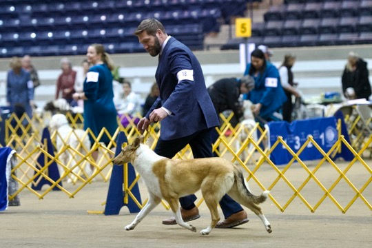 Sable Smooth Collie Female AKC ringside photo