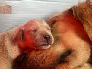 Clearvu Golden Retrievers: Healthy Pups Through Health Testing