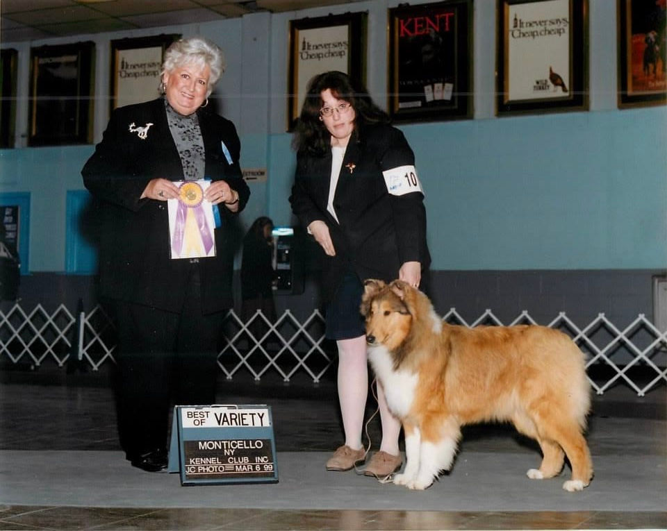 Sable Rough Collie Female | AKC Win Photo