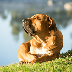 Untitled design (10).png