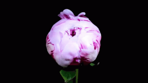 flower-bloom.gif