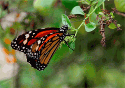 borboleta-butterfly.gif