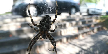 Juxtaposition (ODL).jpg