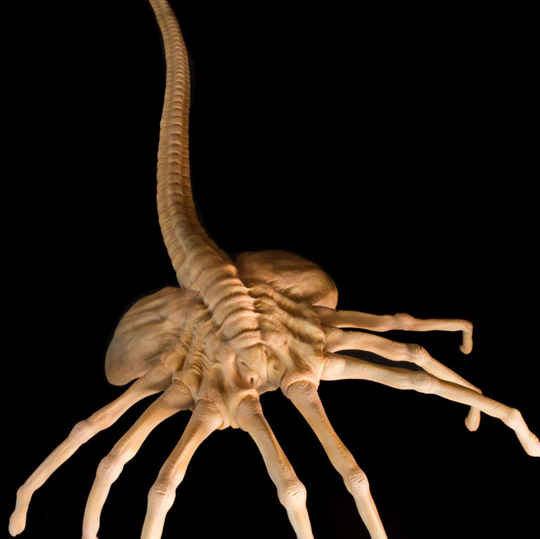 Alien Face hugger Halcyon 1/1 scale vinyl model build