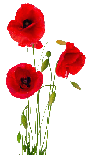 7_Poppies.gif