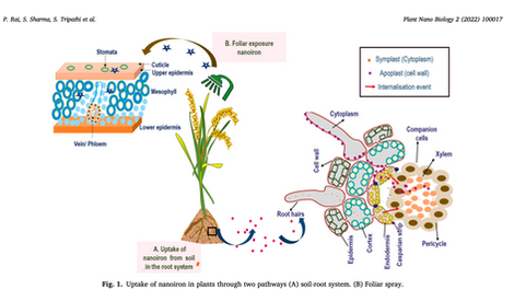 Nano iron refers to iron particles engineered at the nanometer scale (1–100 nm) for agricultural applications. These particles are typically encapsulated within biodegradable polymers or amino-acid matrices, forming a stable colloidal suspension. This unique formulation ensures ultra-fine dispersion, prevents rapid oxidation, and enhances ionic iron bioavailability compared to conventional iron fertilizers such as iron sulfate or synthetic chelates.