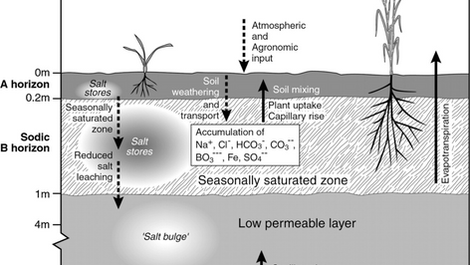 Decades of intensive mineral fertilizer application have created a less visible but equally damaging problem: nutrient lockup and soil degradation. Studies reveal that only 30-50% of applied nitrogen and 10-25% of phosphorus actually reach plants, with the remainder becoming trapped in soil in unavailable forms (8,9).