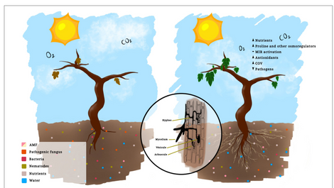 Arbuscular mycorrhizal fungi (AMF) are beneficial soil microorganisms that form symbiotic “fungus-root” associations with plants – including grapevines (Vitis vinifera).