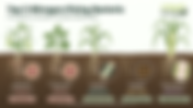 What Are the Top 5 Nitrogen-Fixing Bacteria?