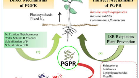 5 Key Benefits of Pseudomonas Fluorescens for Crop Health