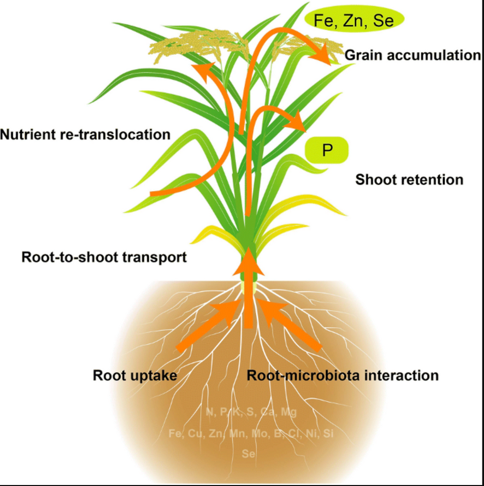 nutrient use efficiency