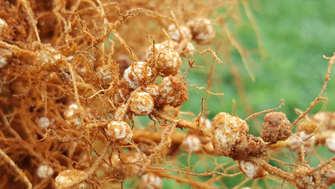 Azospirillum brasilense, nitrogen fixing bacteria boosting crop yields and promoting soil biodiversity