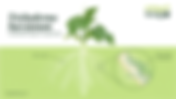 Trichoderma harzianum : A comprehensive guide