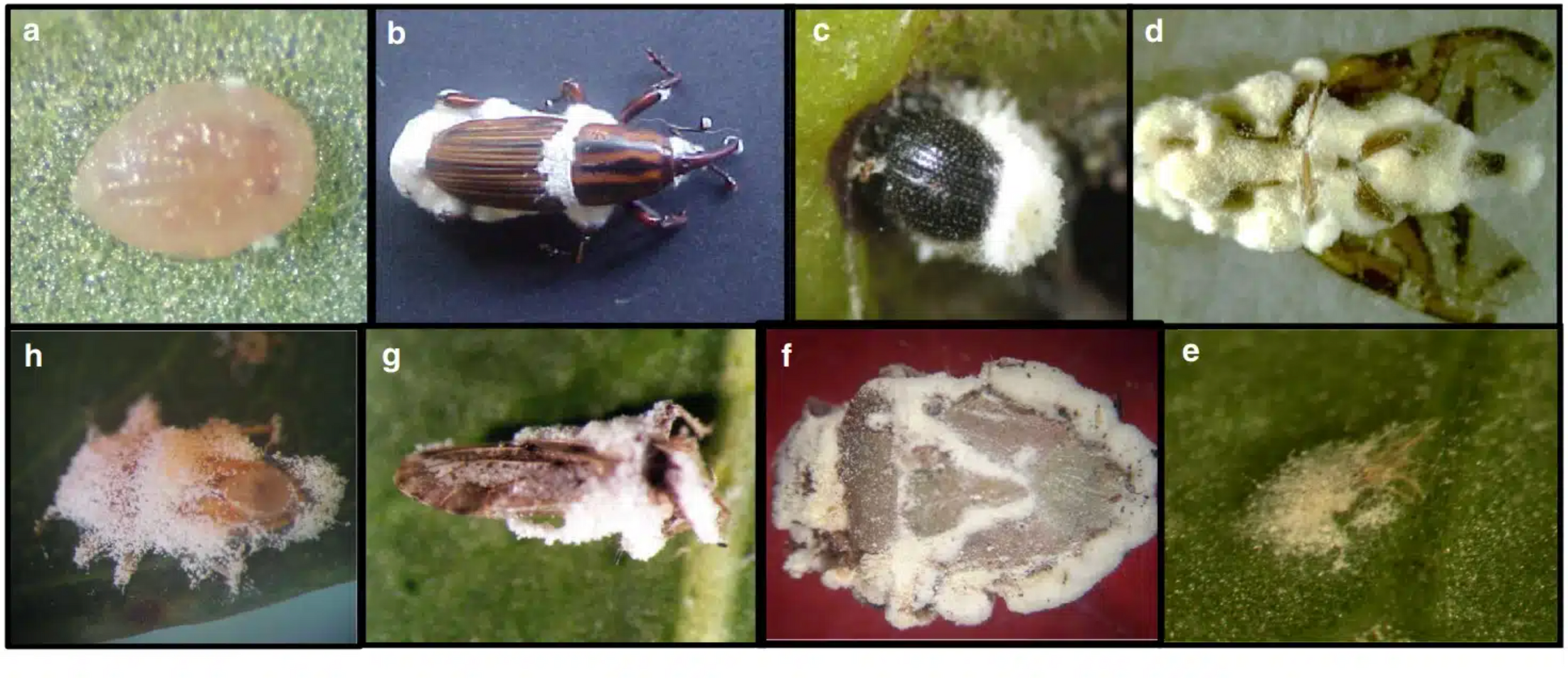 Biological Pest Control Using Beauveria bassiana: A Natural Solution for Crop Protection in Agriculture