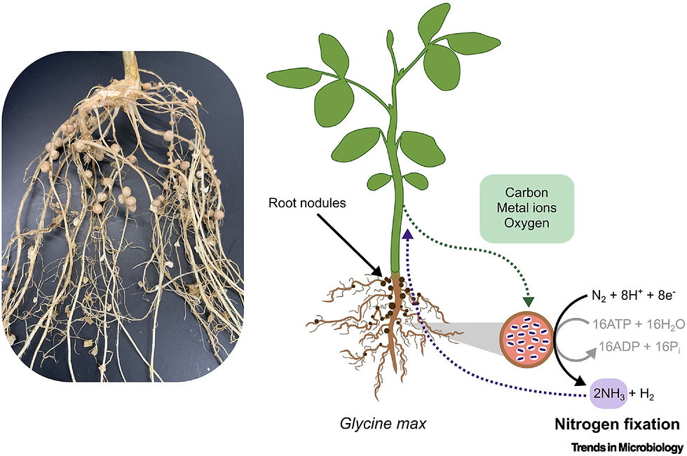 Bradyrhizobium japonicum soy bean nodulation