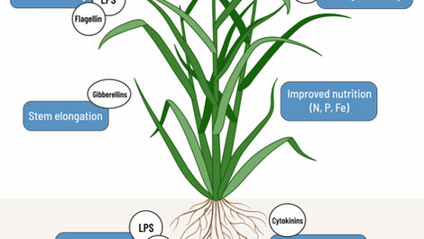 Azospirillum species have emerged as pivotal plant growth-promoting rhizobacteria (PGPR) that are transforming sustainable agriculture through biological nitrogen fixation, phytohormone production, and enhanced plant stress tolerance. With the genus celebrating 100 years since its discovery in 1925, these versatile microorganisms have evolved from laboratory curiosities to commercially essential biofertilizers driving agricultural productivity across diverse cropping systems. 