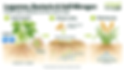 Nitrogen Fixation in Legumes: How Bacteria Support Soil Fertility