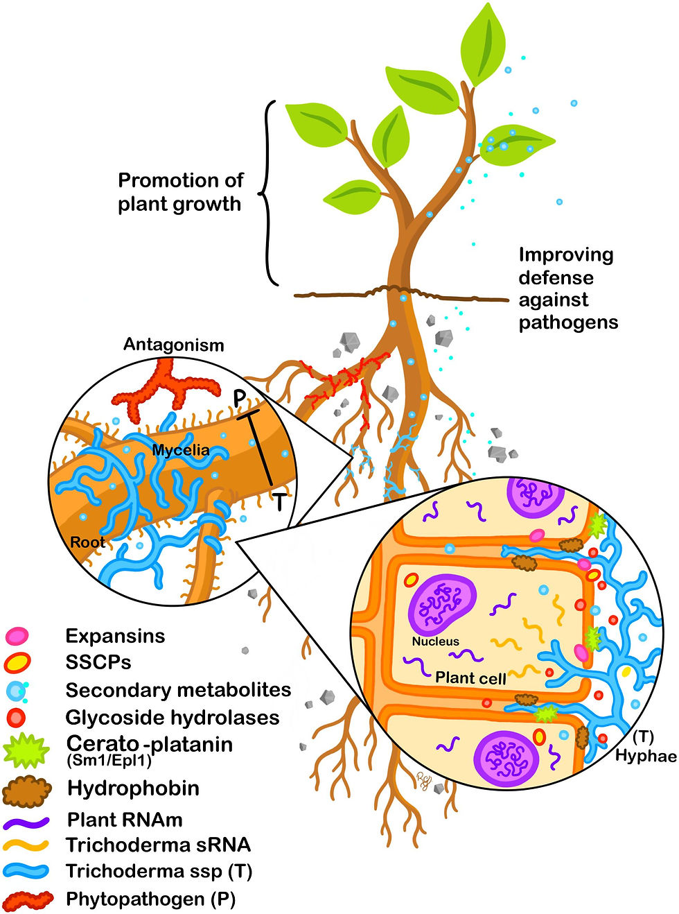 Trichoderma mechanisms