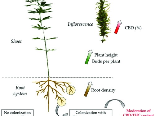 Natürlicher Dünger für Cannabispflanzen – Nachhaltige Lösungen für Hanfpflanzen in Erde, Hydroponik & Aeroponik