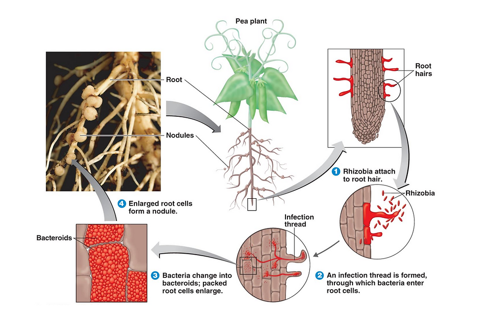 Rhizobium bacteria nitrogen fixation