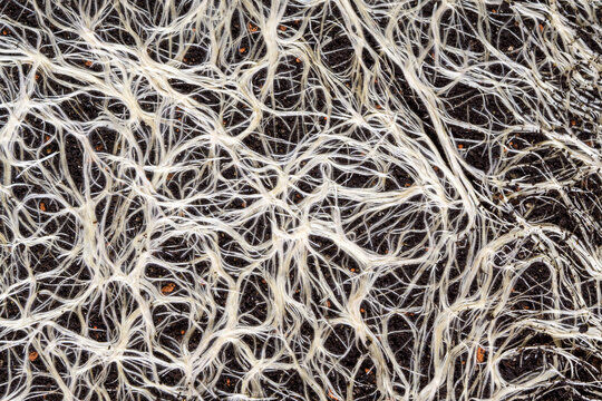 Mycorrhizal Fungi and Carbon Sequestration: Crucial part of the Carbon Cycle