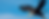 banner-eagle.png