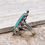 Thumbnail: Oval Turquoise Sterling Silver Ring