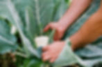 Picking Cauliflower 